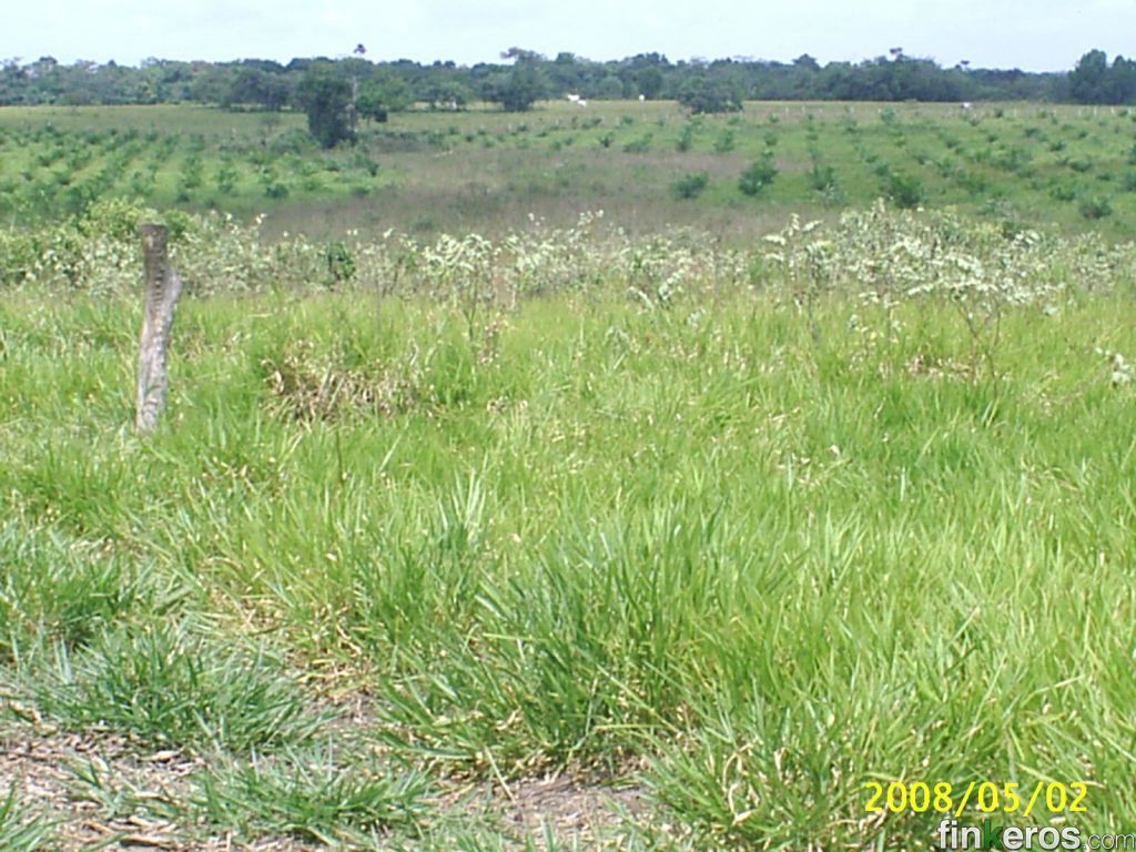 Pavitas - Finca en Vistahermosa, Meta